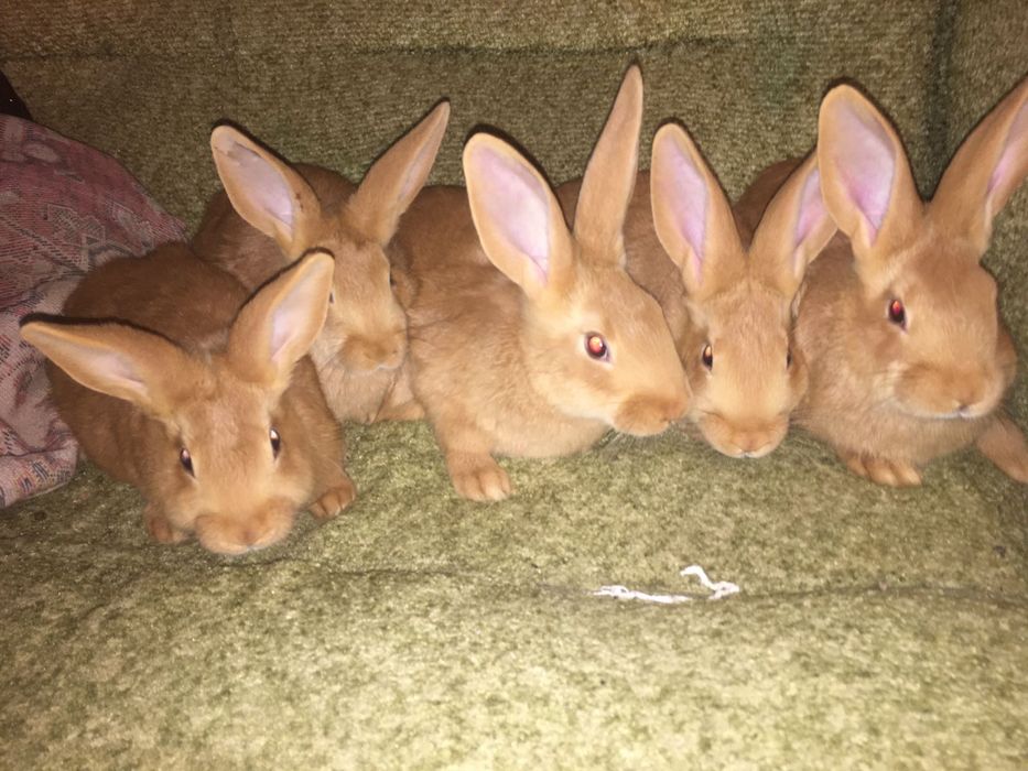 Продам  кролів та кроленята бургундці