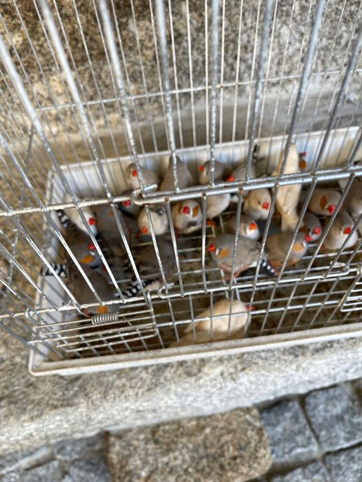 25 Mandarins várias mutações