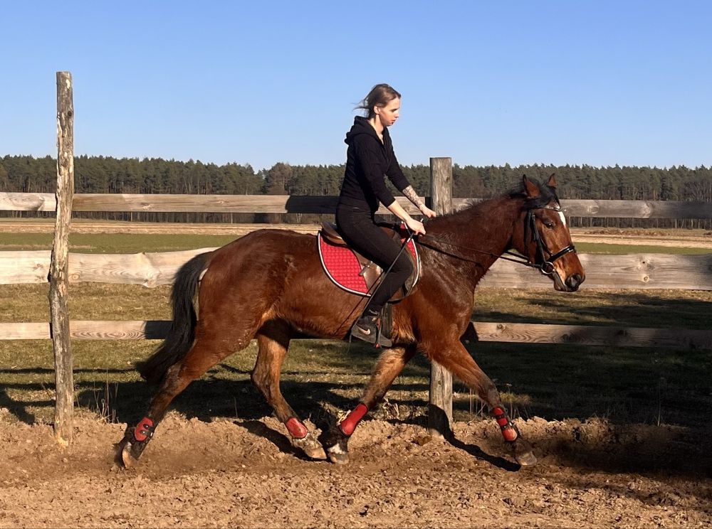 Klacz SP 4 lata 173cm