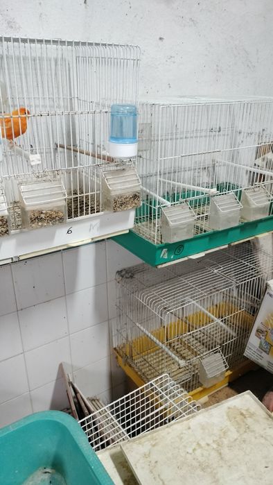 Vendo pará despachar