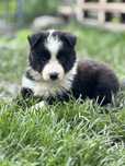 Border collie suczka