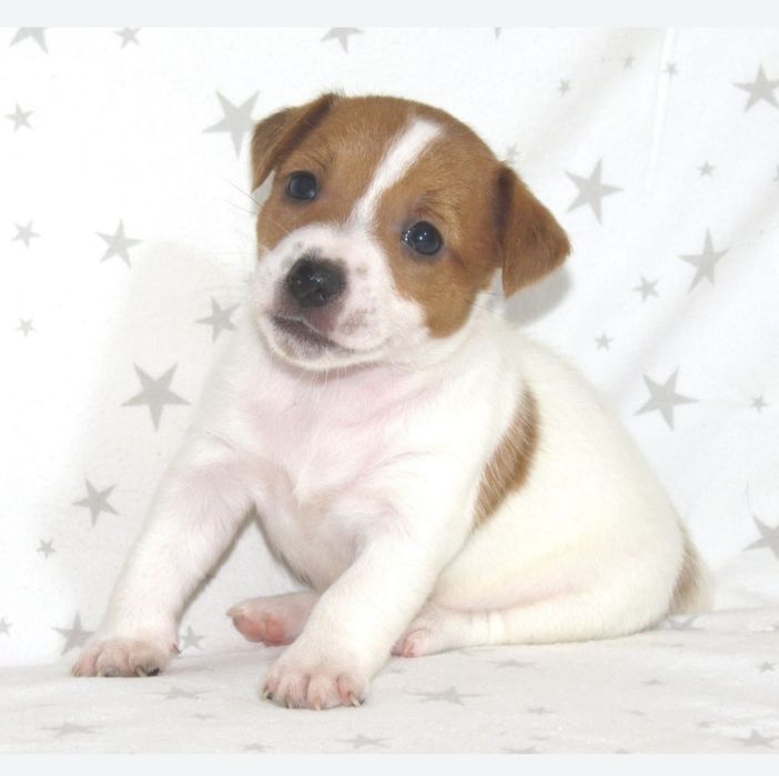 Джек Рассел терьер с документами клуба КСУ