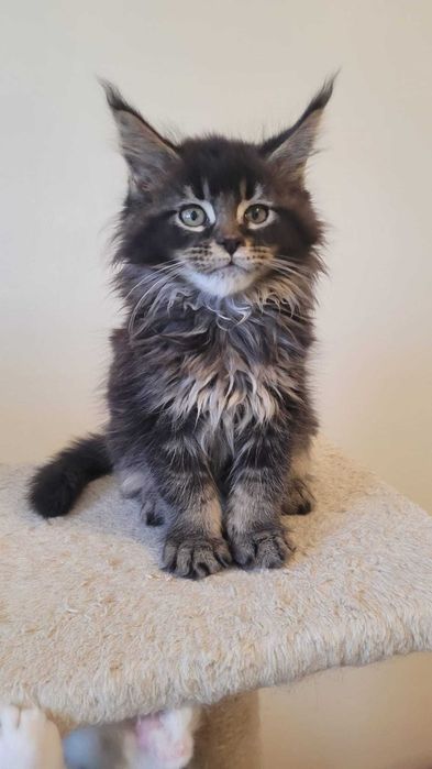 Piękny kocurek Maine Coon FPL. Ruda Śl. Czarny klasycznie pręgowany