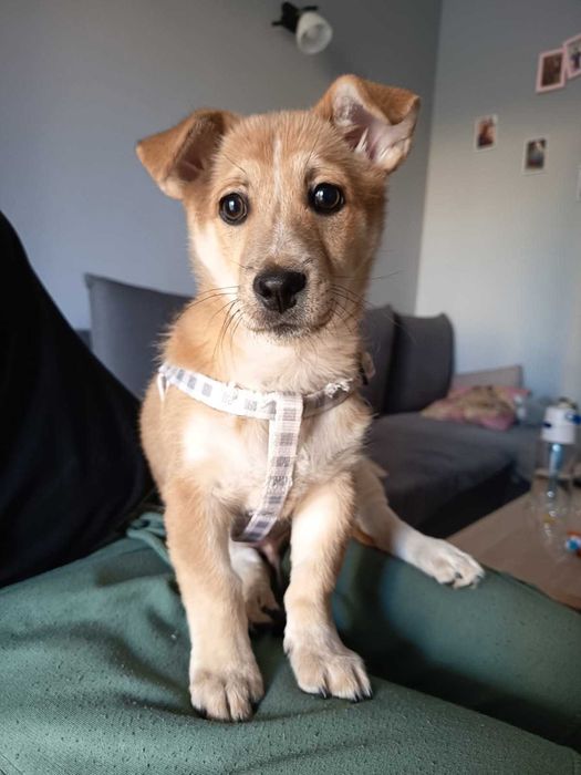 Oddam w dobre ręce małego kundelka – 4-miesięcznego pieska