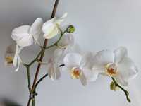 Продам білу орхідею