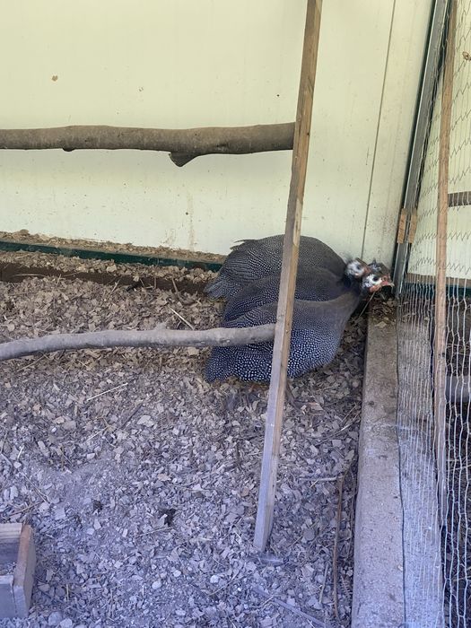 Vendo 3 Galinhas angolanas