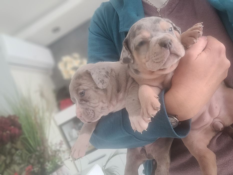 American bully suczka blu merle pocket