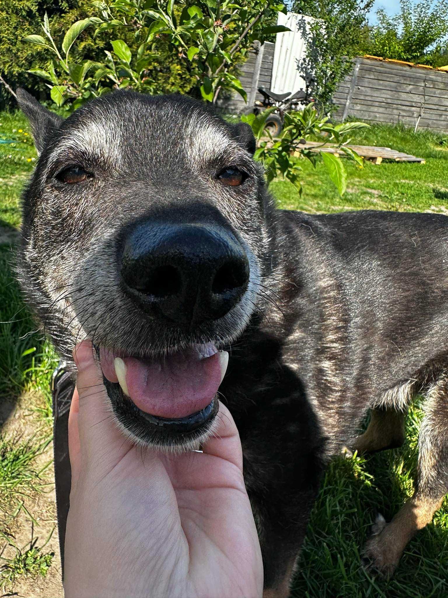 Pokochaj Stefcia. Szuka domu