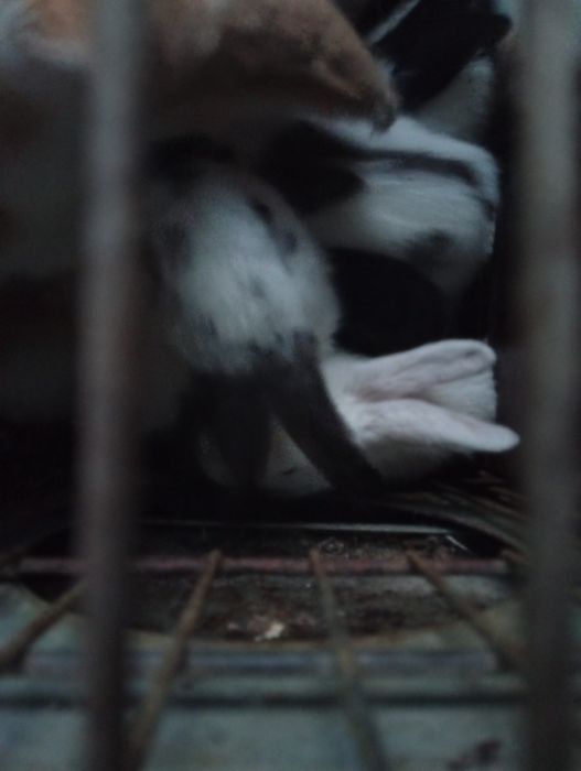 Coelhos raça borboleta