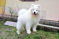 Samoyed Szczenięta