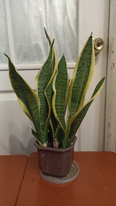 сансевиерия  обмен