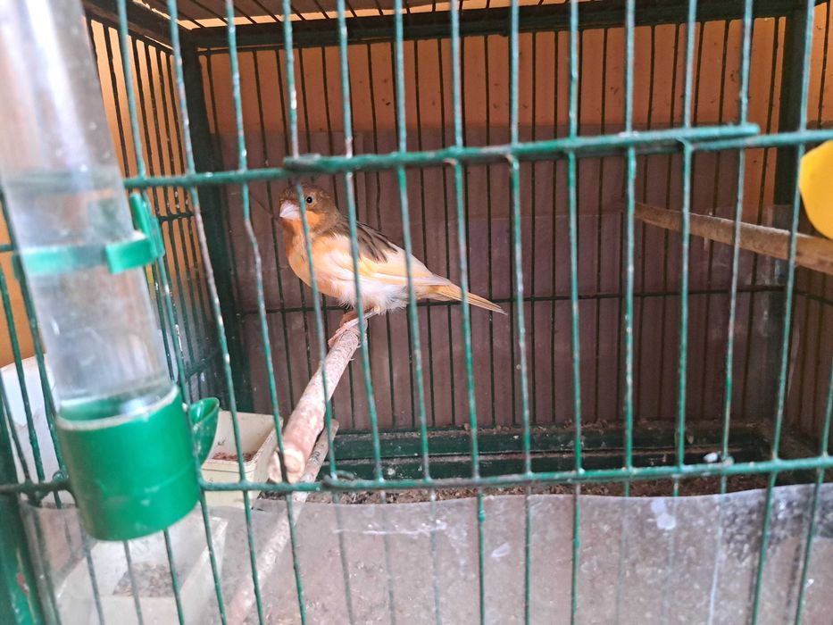 Kanarki samce i samice