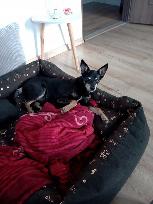 Legowisko Kojec Posłanie Wodoodporne 100x75 Cm Nowe pies kot