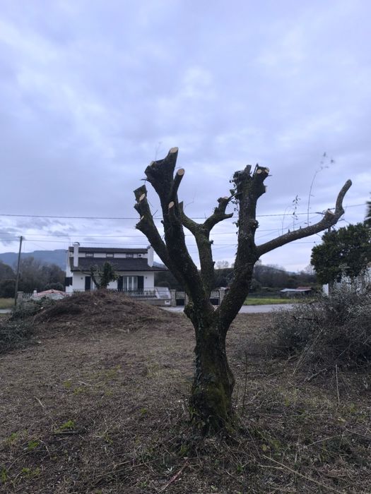 Oliveiras para jardim