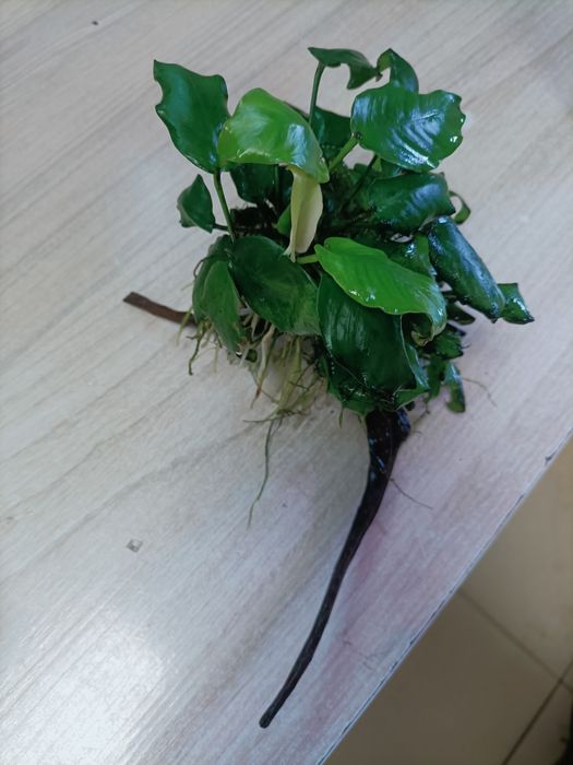 Anubias barteri na korzeniu