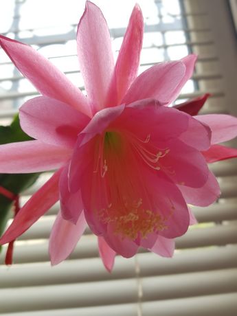 Епіфілум ,кактус,суккулентдорослий рожевий