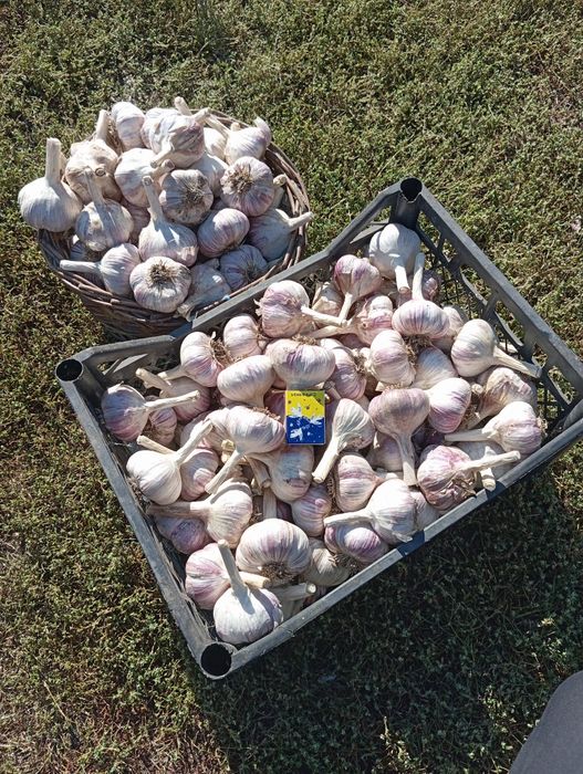 Часник посадковий насінневий озимий,посадочний Любаша