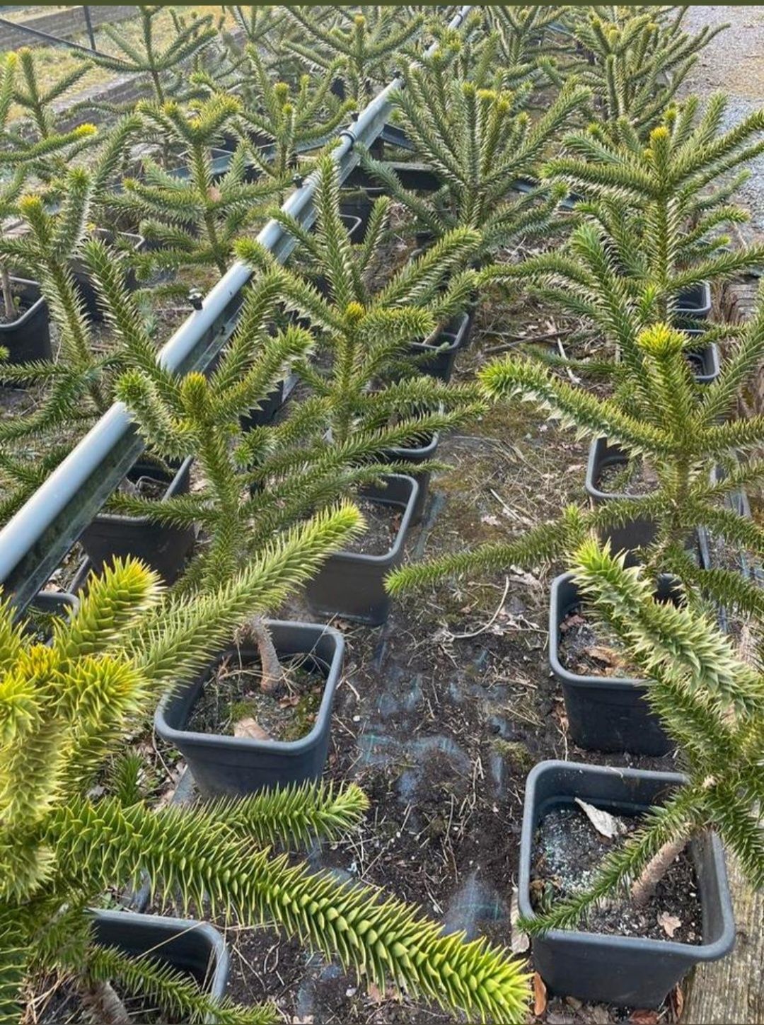 Araukaria chilijska małpie drzewo około 80cm