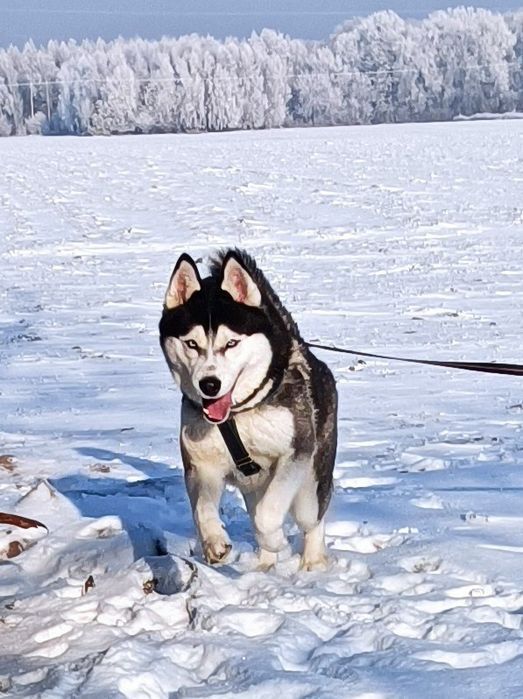 Zapowiedź miotu szczeniaczków Siberian husky.