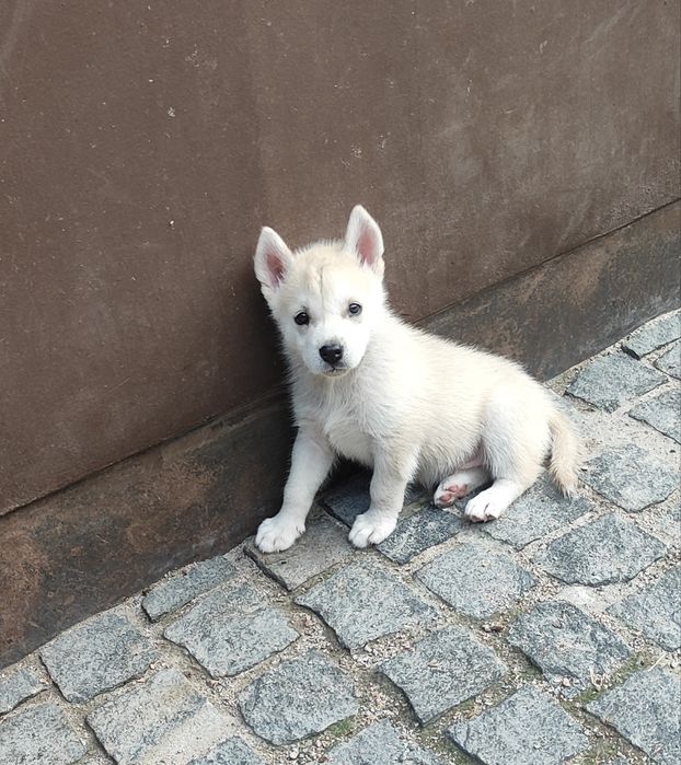 Гарні : колір є різний