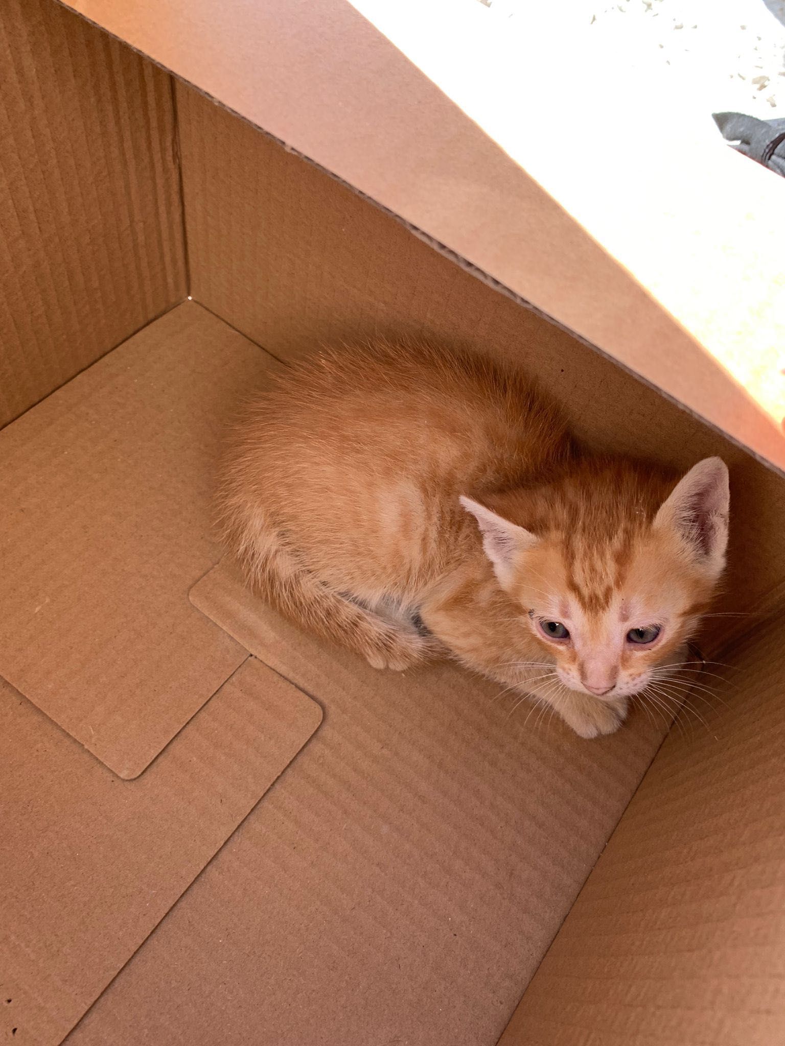 Gatos para doação