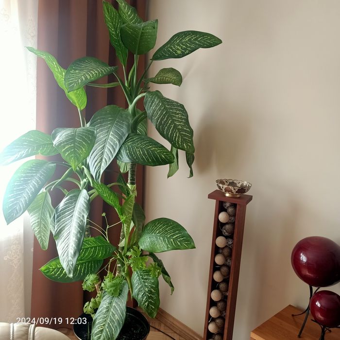 Difenbachia duża 2m