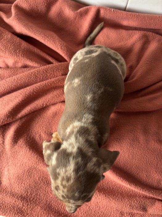 Teckel macho miniatura