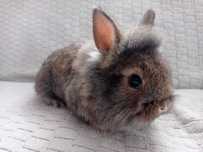 królik lewek miniaturka (Lionhead)