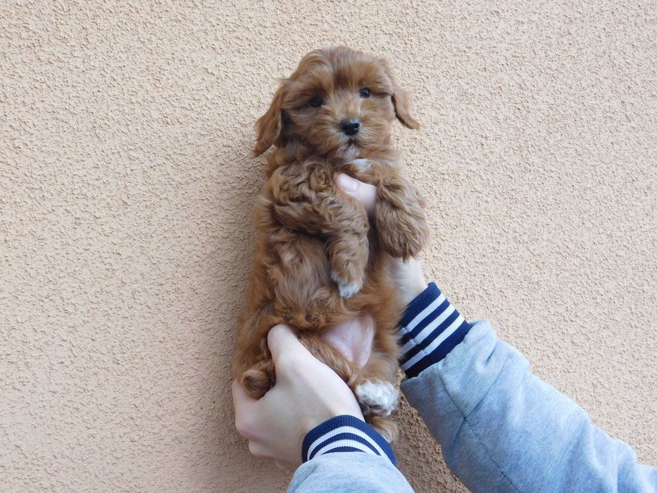 Чудова дівчинка мальтіпу