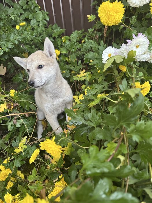 Віддамо в добрі руки цуцики Західносибірської Лайки