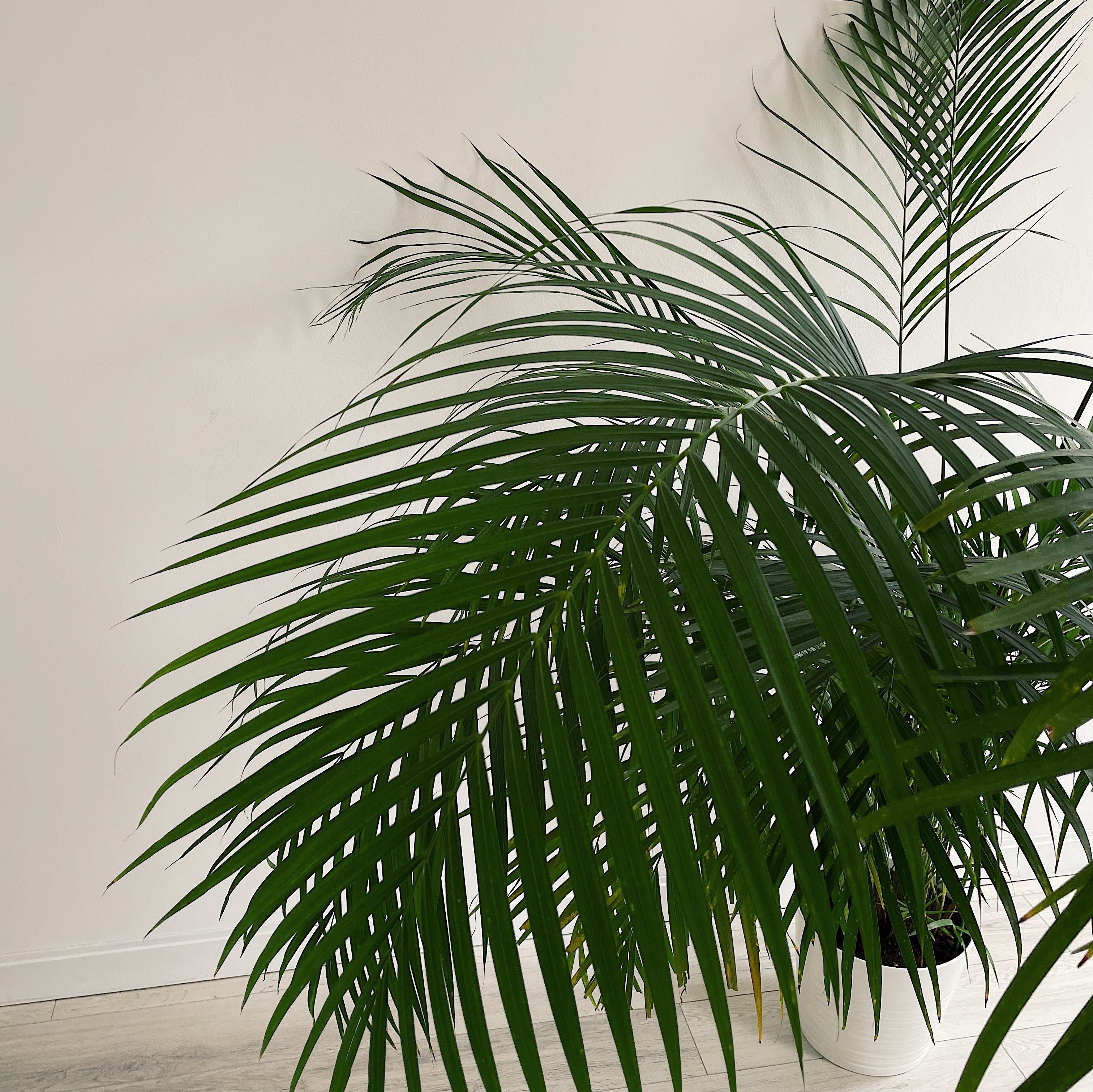 Palma Areka (Dypsis Lutescens, Areca) | 190 cm