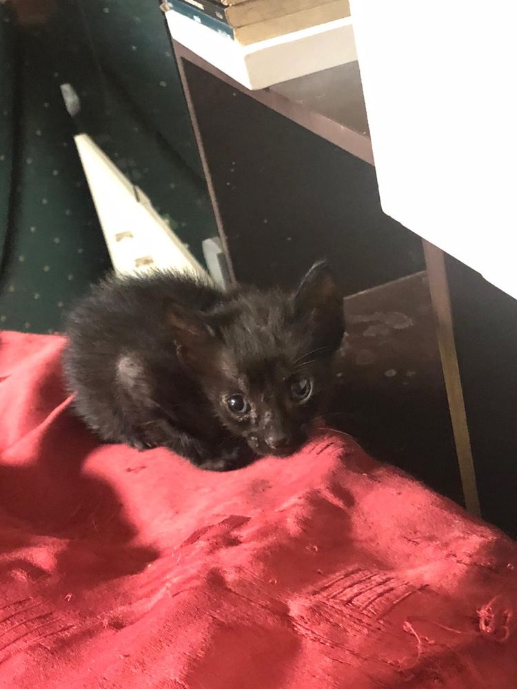Gatinhos e gata para adoção