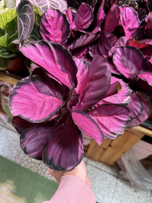 Calathea różowa roślina