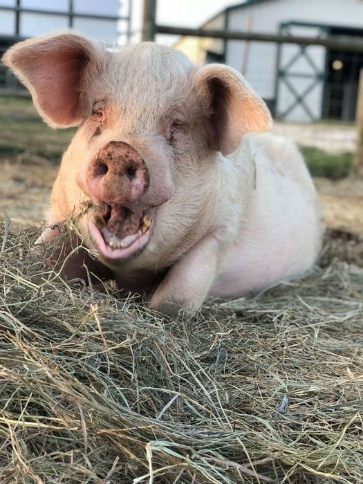 Свіже сало та м’ясо щодня!