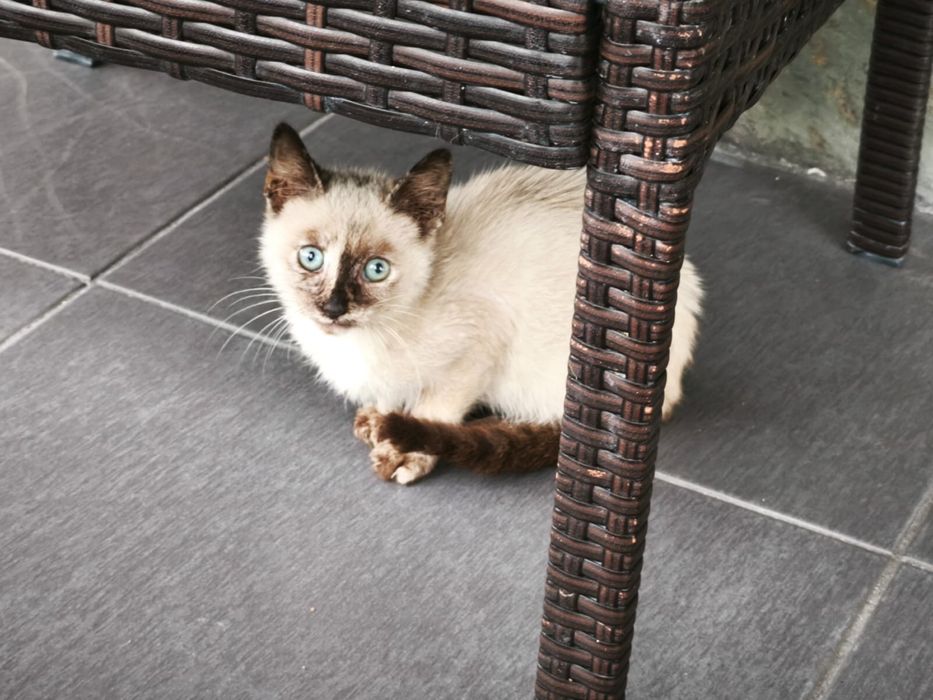 Gatinha para adoção responsavel