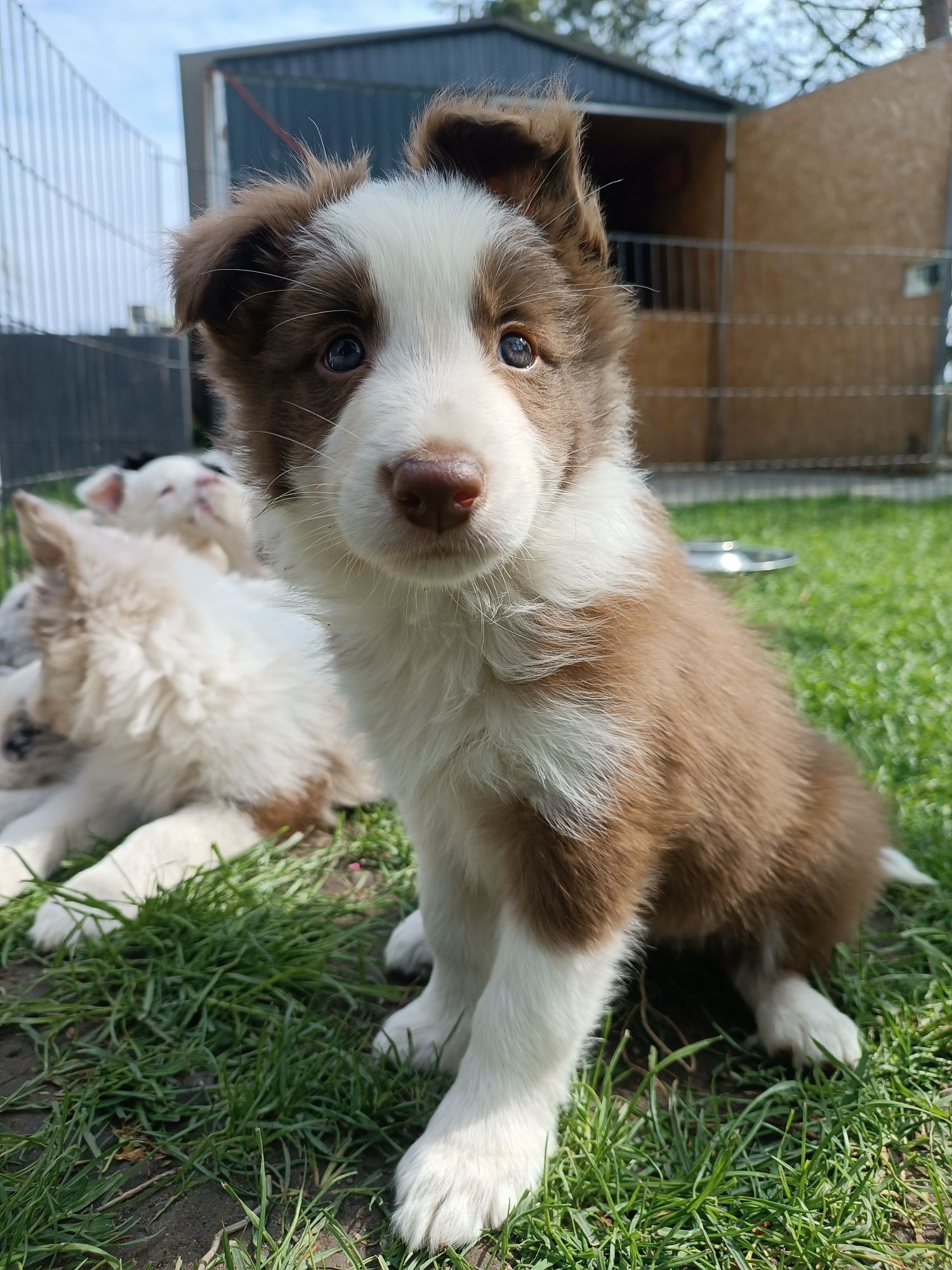 Border Collie Czekoladowa Samiec