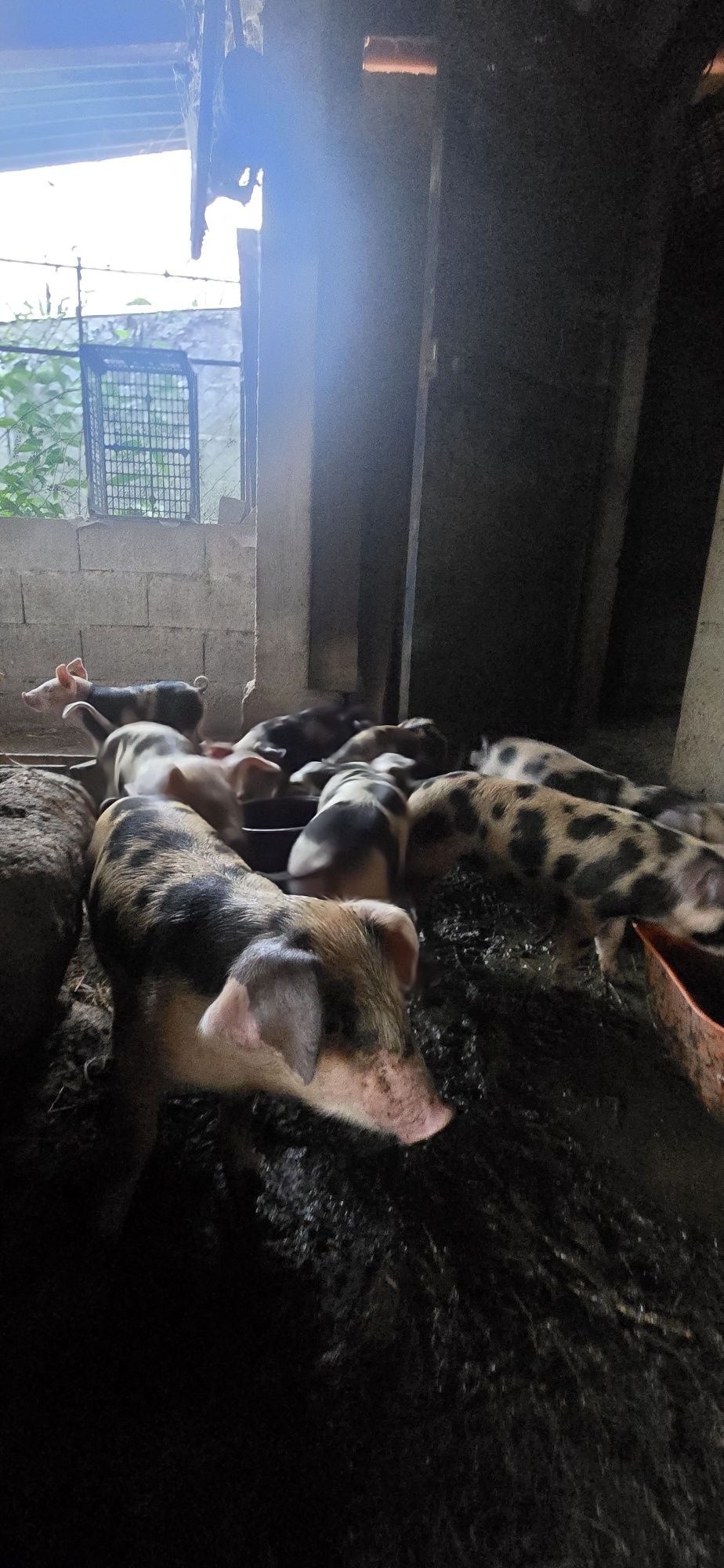 Leitões para venda