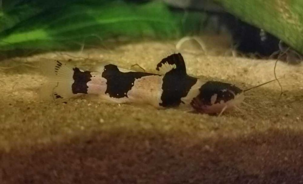 MISIEKZOO - Sumik Arlekinek Wenezuelski tylko 12 zł