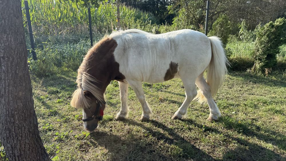 Sprzedam Ogierka kucyka