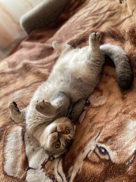 Котик для в‘язки Шотландська висловуха шиншила