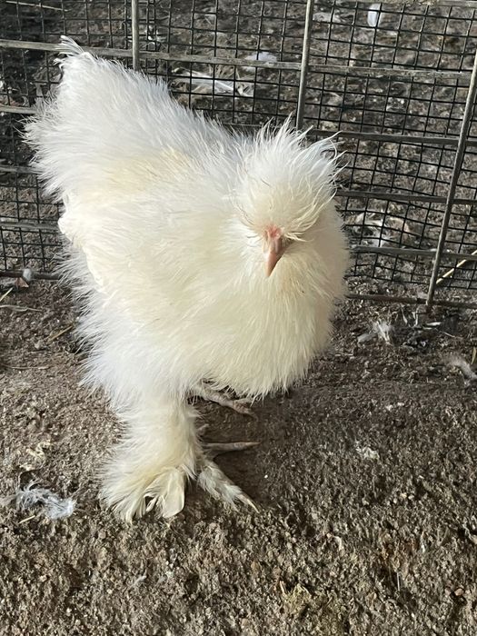 Vários animais de quinta: patos, marrecos, galinhas,