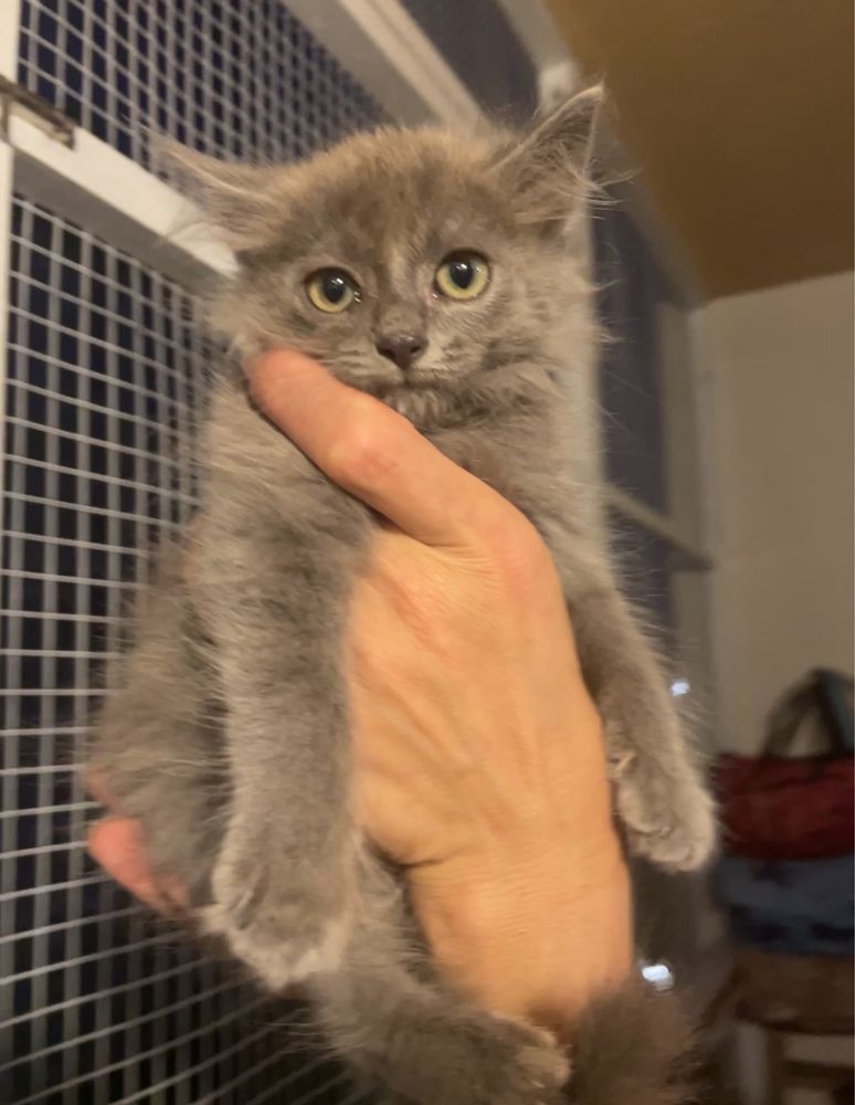 Кошеня котик киця кіточка