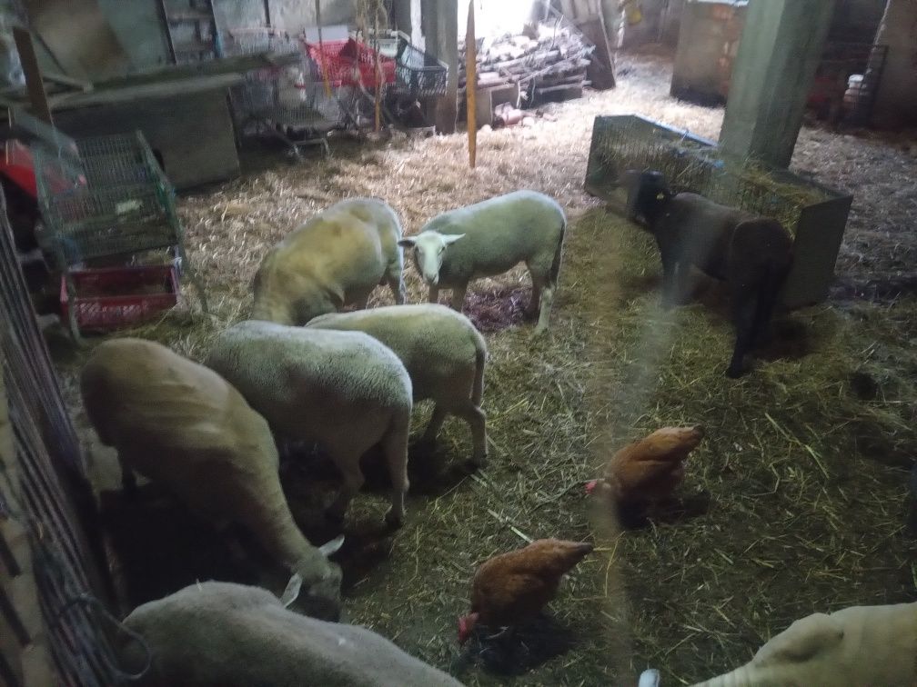 Ovelhas de raça pura