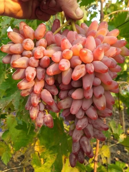 Продам виноград сорт Оригинал(розовый)