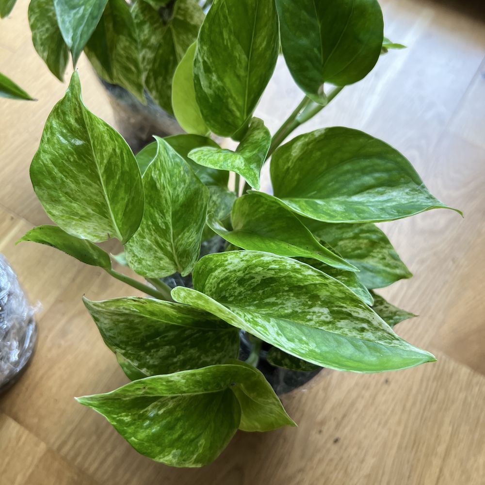 Epipremnum pinnatum MARBLE QUEEN kolekcjonerska