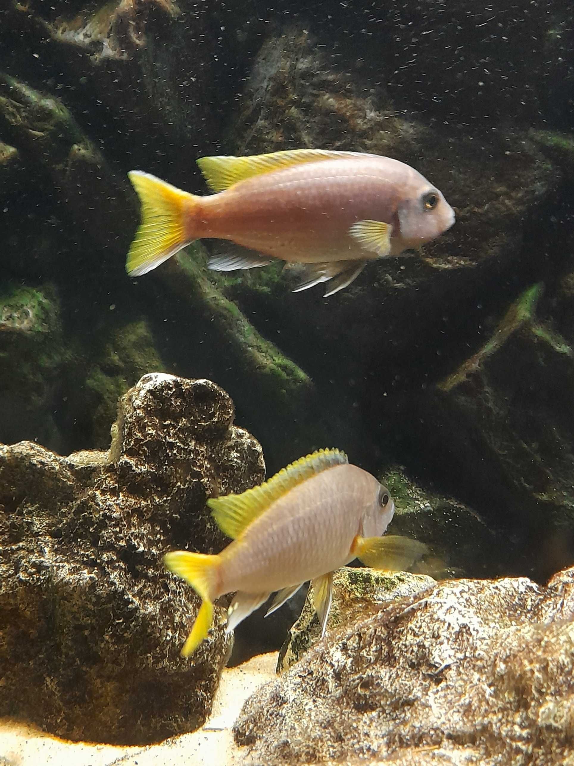 Pyszczaki Pseudotropheus Acei Luwala