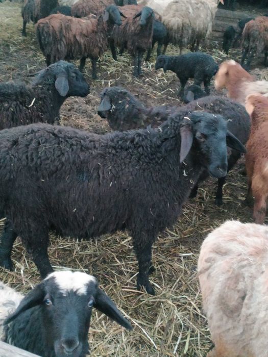 Вівці курдючної породи для розведення.