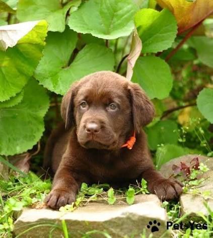 Офіційний розплідник Лабрадор Ретрівер 
Щеня Шоколадний Лабрадор Ретри