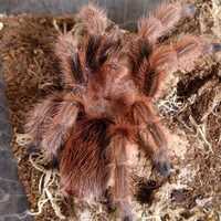 Grammostola Rosea red  самка паука птицееда для новичков 4 см тело