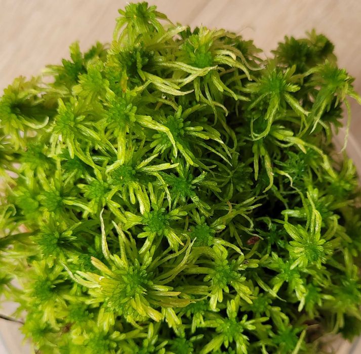 naturalny korzeń 60 cm na 20 cm - do akwarium terrarium gekon agama